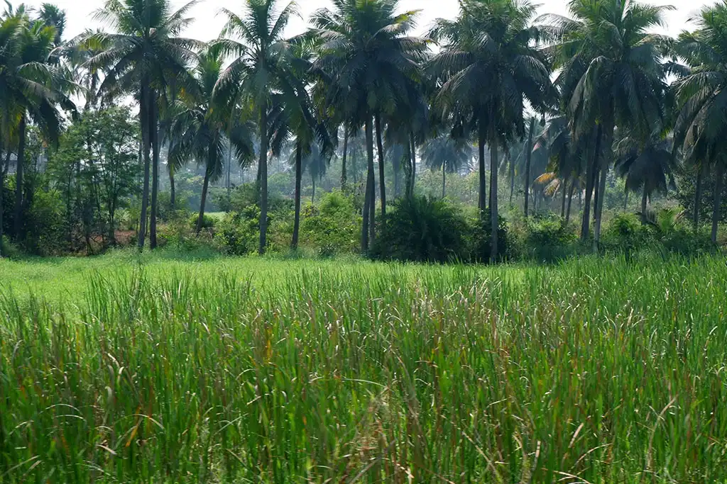 Paddy fields and coconut palms in a Kerala village
